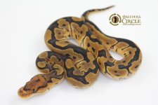 16ClownF5521-65g.jpg