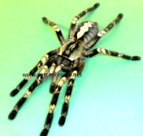 P.smithi compressed adult 1.jpg.JPG