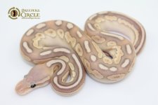 16BananaLesserCinnamonF16112-84g.jpg