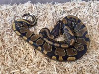 ballpythonfemale130gr.jpg