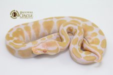 16Albino1698-70g.jpg