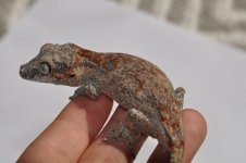 DSC_0787.jpg