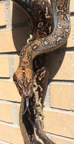 IMG_2496 nice head sel8.jpg