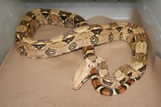 IMG_4196.jpg