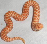 hognose2.jpg
