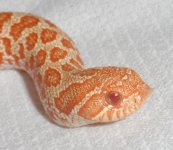 hognose1.jpg