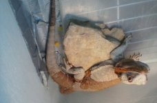 Dobie shed 8-16.jpg