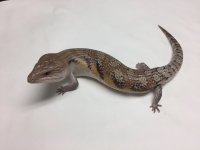 LOW EXP SUNSET SKINK.jpg