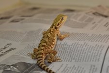 DSC_0007.jpg