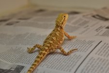 DSC_0012.jpg
