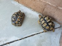 20160813_180457.jpg
