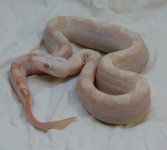 hmsg16.13f-1.jpg