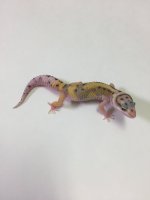 BOLD TANGERINE SNOW POS HET RAPTOR .jpg