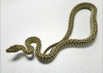 ReptileRing_StarPythons_2015_JZJ_F_1299856.jpg