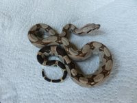 Female Normal het Albino 004.jpg