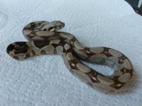 Female Normal het Albino 002.jpg