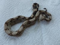 Female Normal het Albino 001.jpg