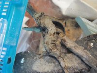 53, chahoua hatchling, 29jun16 01.jpg