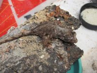 54, chahoua hatchling, 2jul16 02.jpg