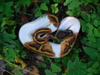 105-2016 Pied female #4 90 gm $435.00.jpg