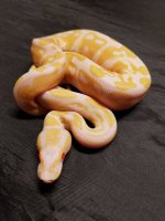 1.0 ALBINO 66% HET PIED PIC 1.jpg
