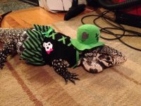 tegu1.jpg