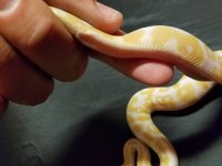 1.0 ALBINO 66% HET PIED PIC 2.jpg