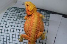 Holdback Male.jpg