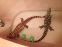 tegu3.jpg