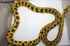 IMG_3961.jpg