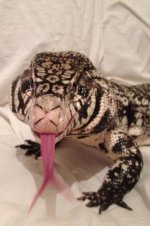 tegu2.jpg
