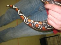 bretts pets 011.jpg