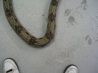 bretts pets 015.jpg