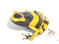 Leucs banded 004.jpg