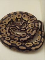 Zi6_3353.jpg