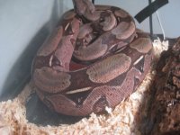 bretts pets 002.jpg
