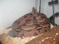 bretts pets 003.jpg