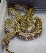kayuadi island female.jpg