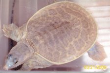 FL soft shell turtle.jpg