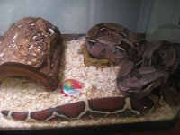 bretts pets 005.jpg