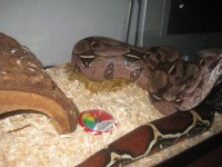 bretts pets 007.jpg