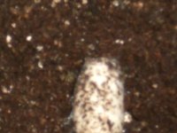 Mold.jpg