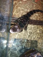 Gator 003.jpg