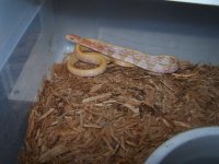 Rat Snakes 002.jpg