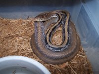 Rat Snakes 001.jpg