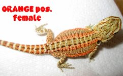 posfemale.jpg