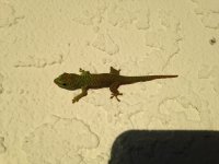 IMG_4475.jpg