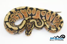 16Spotnose100%HetClownF1-60g.jpg
