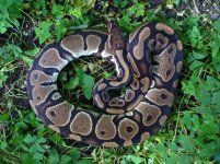 2013 Normal female #2 1000 gm $65.00.jpg