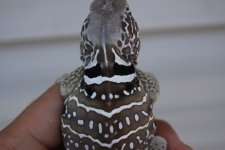 blinkycollar.jpg